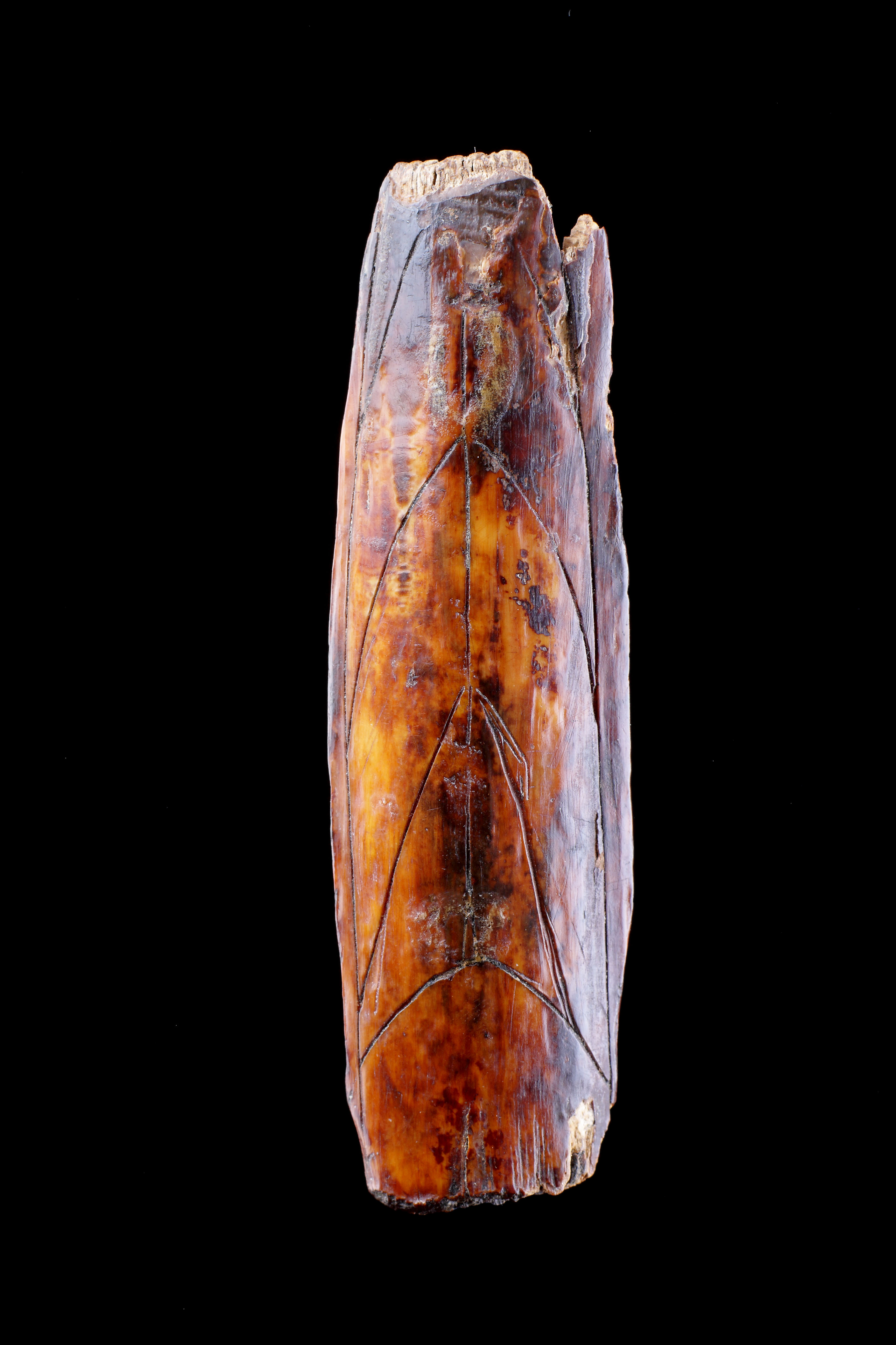 Ancient Punuk Eskimo Walrus Ivory Fragment of a Gut Scraper